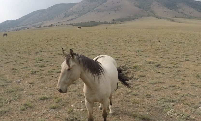 EcoSanctuary: Our Wild Mustang Day - Gallery Slide #12