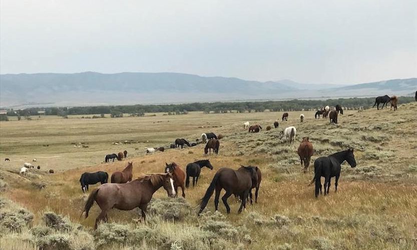 EcoSanctuary: Our Wild Mustang Day - Gallery Slide #6