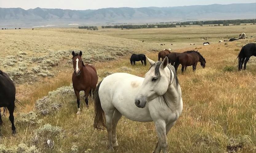 EcoSanctuary: Our Wild Mustang Day - Gallery Slide #11