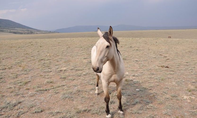 EcoSanctuary: Our Wild Mustang Day - Gallery Slide #4