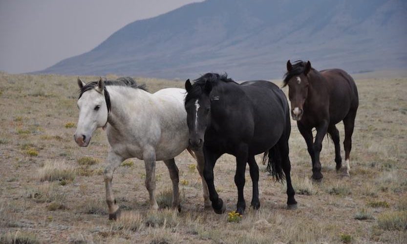 EcoSanctuary: Our Wild Mustang Day - Gallery Slide #8