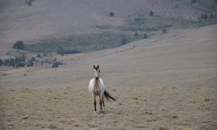 EcoSanctuary: Our Wild Mustang Day - Gallery Slide #9