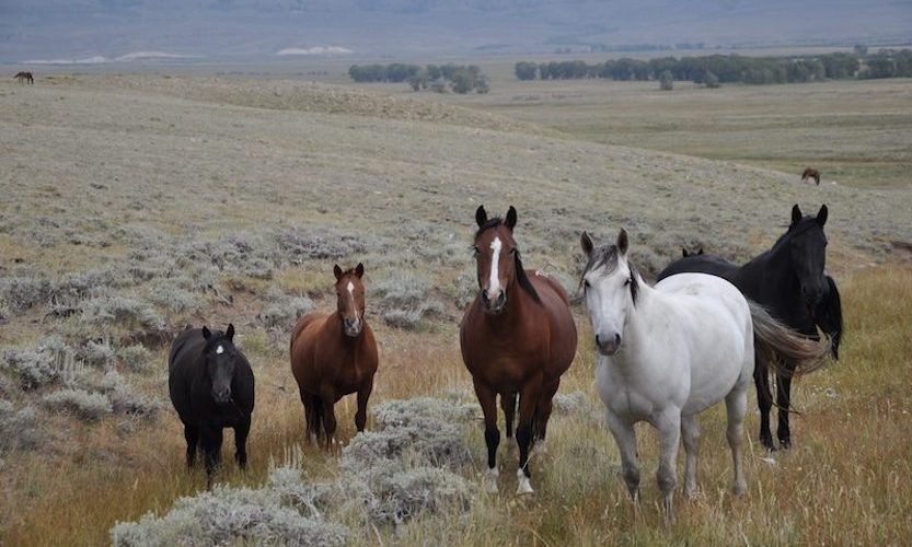 EcoSanctuary: Our Wild Mustang Day - Gallery Slide #2