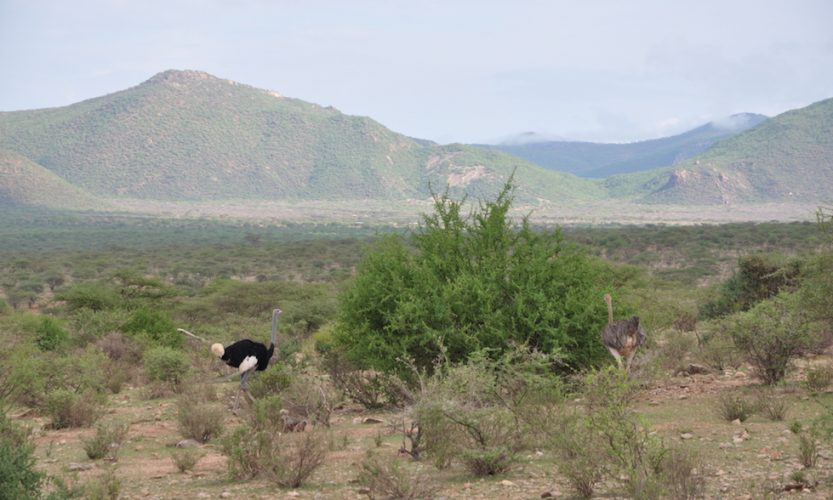 Our African Safari in Samburu ! - Gallery Slide #20