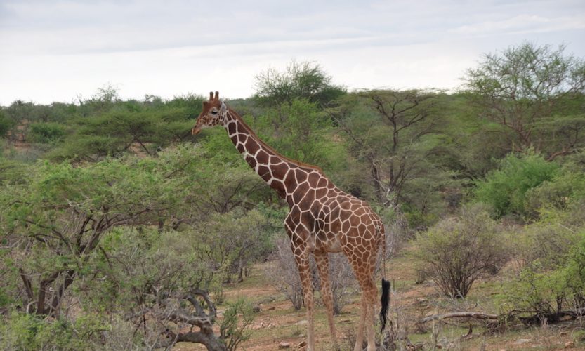 Our African Safari in Samburu ! - Gallery Slide #22