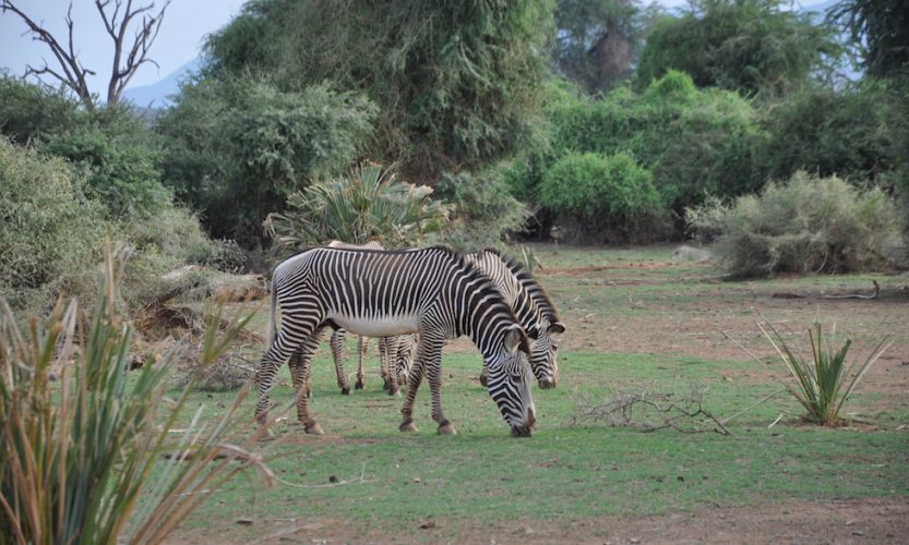 Our African Safari in Samburu ! - Gallery Slide #4