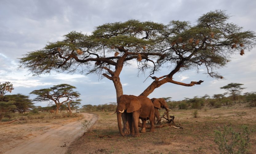 Our African Safari in Samburu ! - Gallery Slide #6