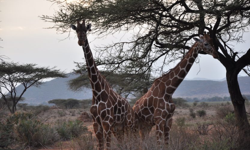 Our African Safari in Samburu ! - Gallery Slide #16