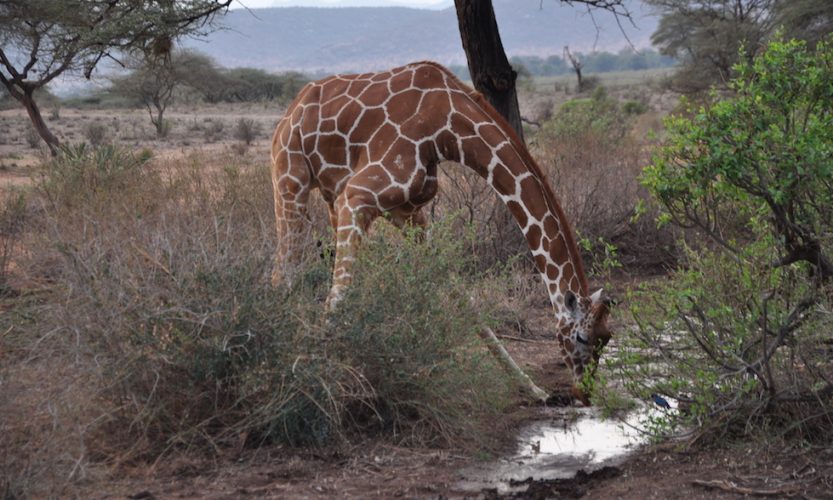 Our African Safari in Samburu ! - Gallery Slide #9