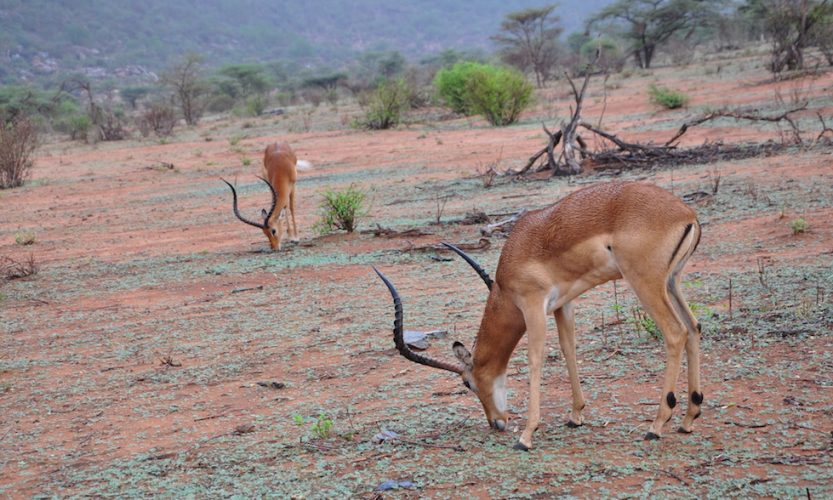 Our African Safari in Samburu ! - Gallery Slide #11