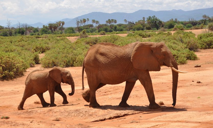 Our African Safari in Samburu ! - Gallery Slide #14