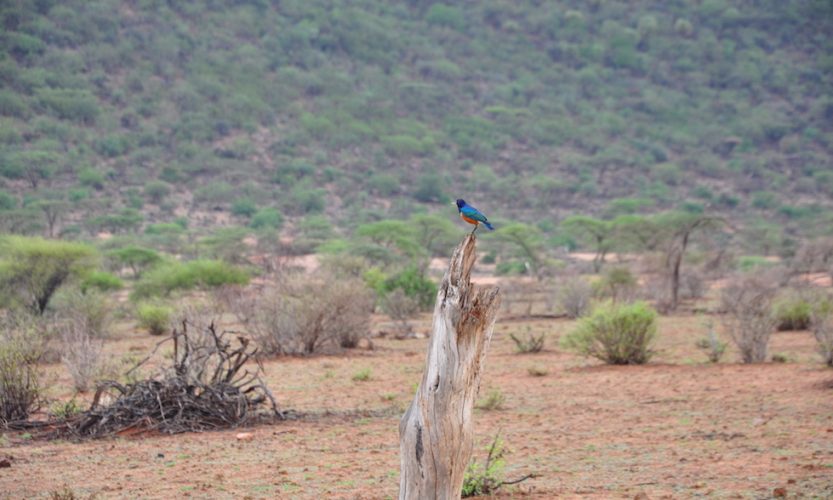 Our African Safari in Samburu ! - Gallery Slide #15