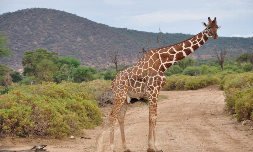 Our African Safari in Samburu ! - Gallery Slide #2